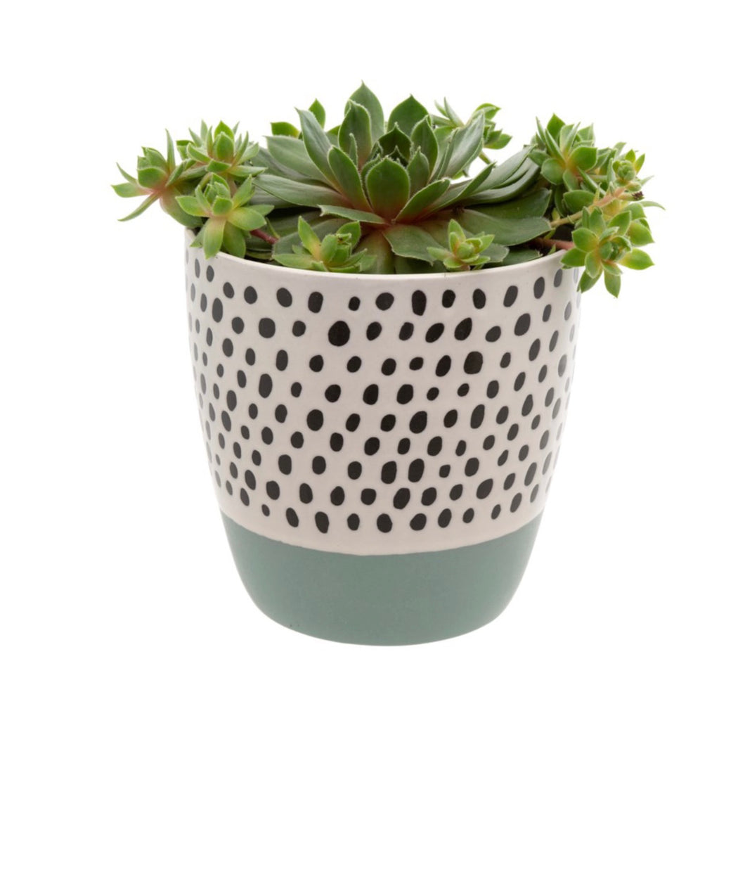 Polka Dot Pot Asst Color’s
