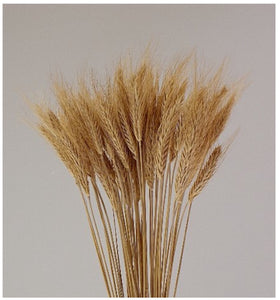 Wheat Bundle-2 colors