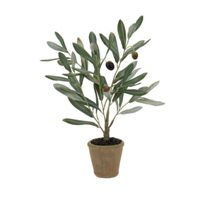 Potted Olive Plant