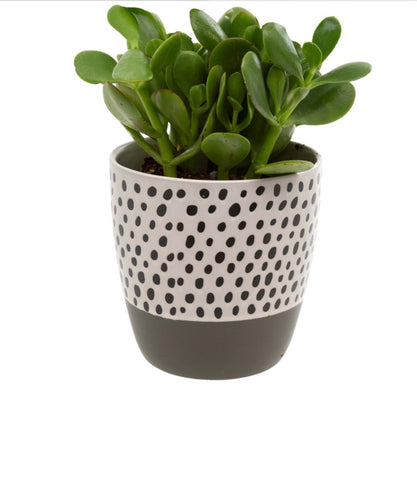 Polka Dot Pot Asst Color’s