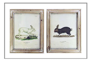 Framed Rabbit Print-2 styles